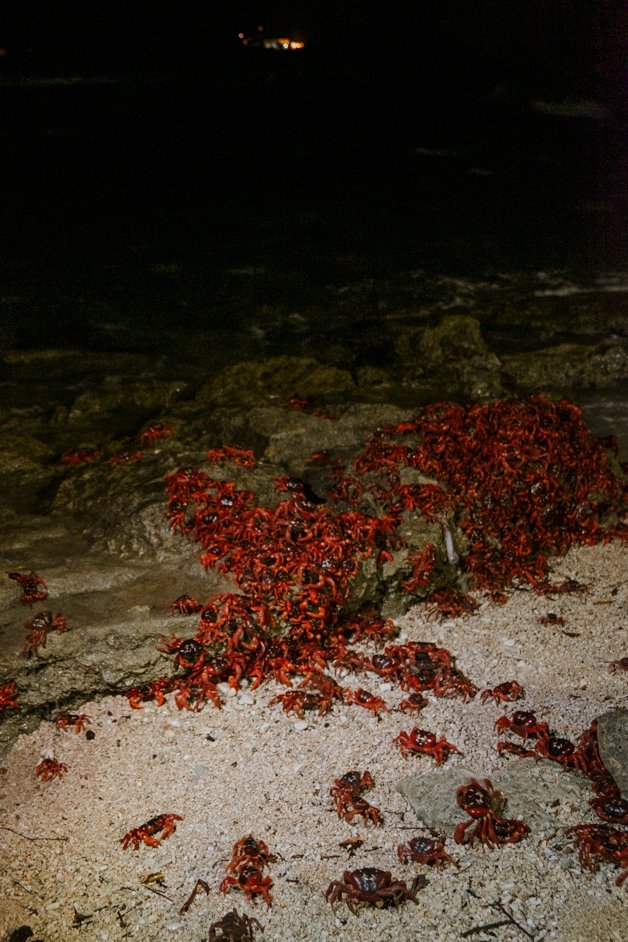 jana meerman red crab migration christmas island-01