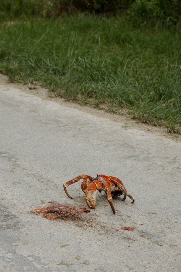 jana meerman red crab migration christmas island-01