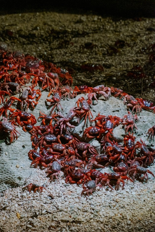 jana meerman red crab migration christmas island-64
