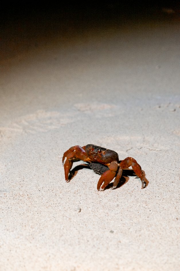 jana meerman red crab migration christmas island-13