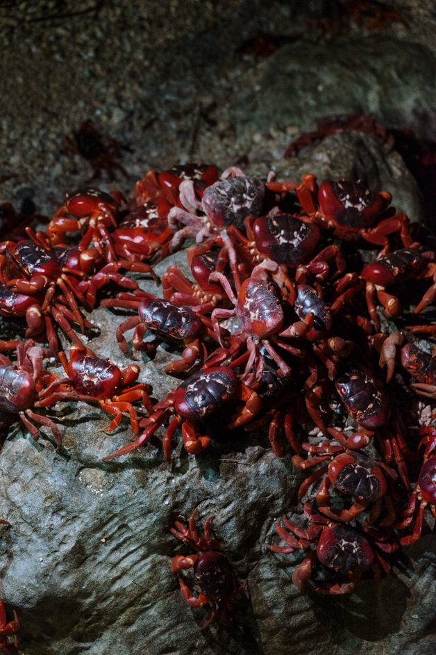 jana meerman red crab migration christmas island-64