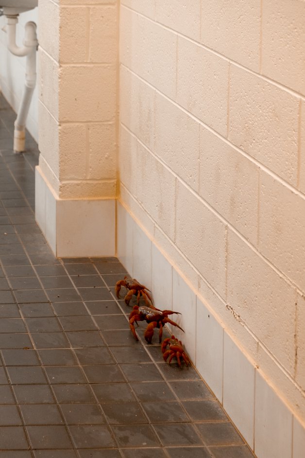 jana meerman red crab migration christmas island-19