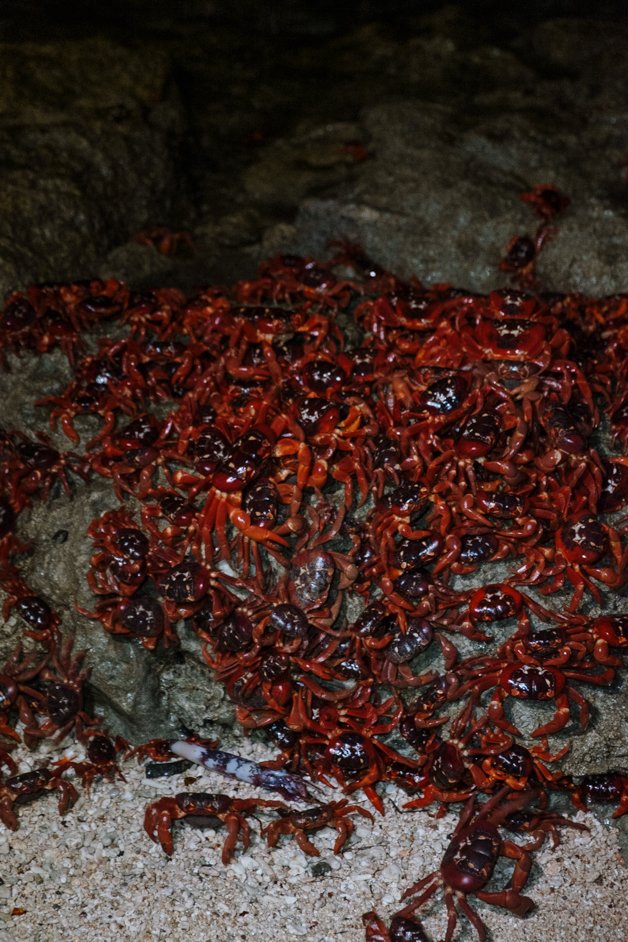 jana meerman red crab migration christmas island-01