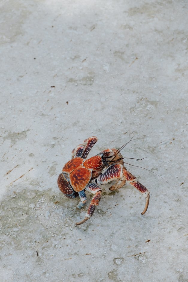 jana meerman red crab migration christmas island-01