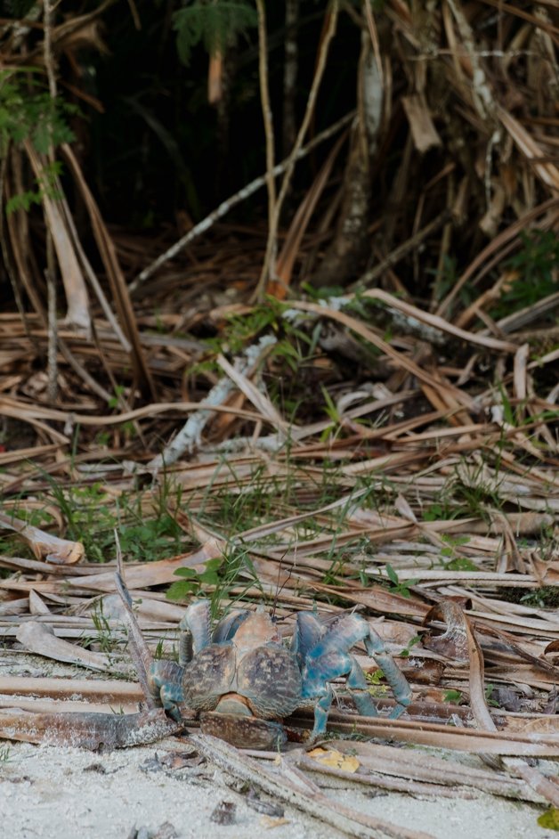 jana meerman red crab migration christmas island-01