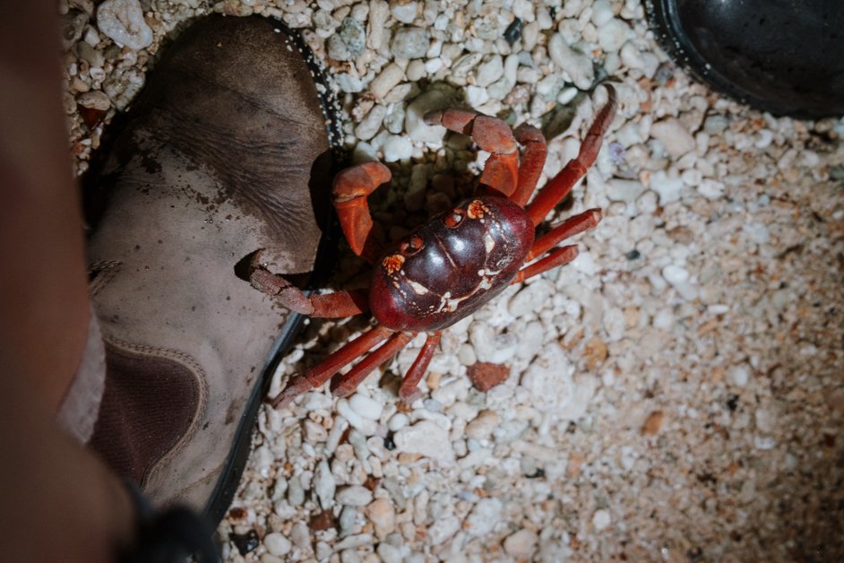 jana meerman red crab migration christmas island-13
