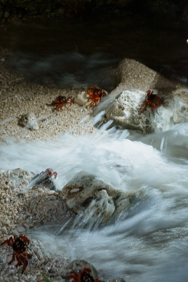 jana meerman red crab migration christmas island-17
