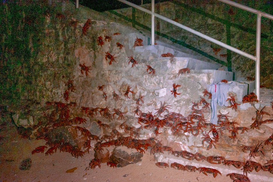 jana meerman red crab migration christmas island-19