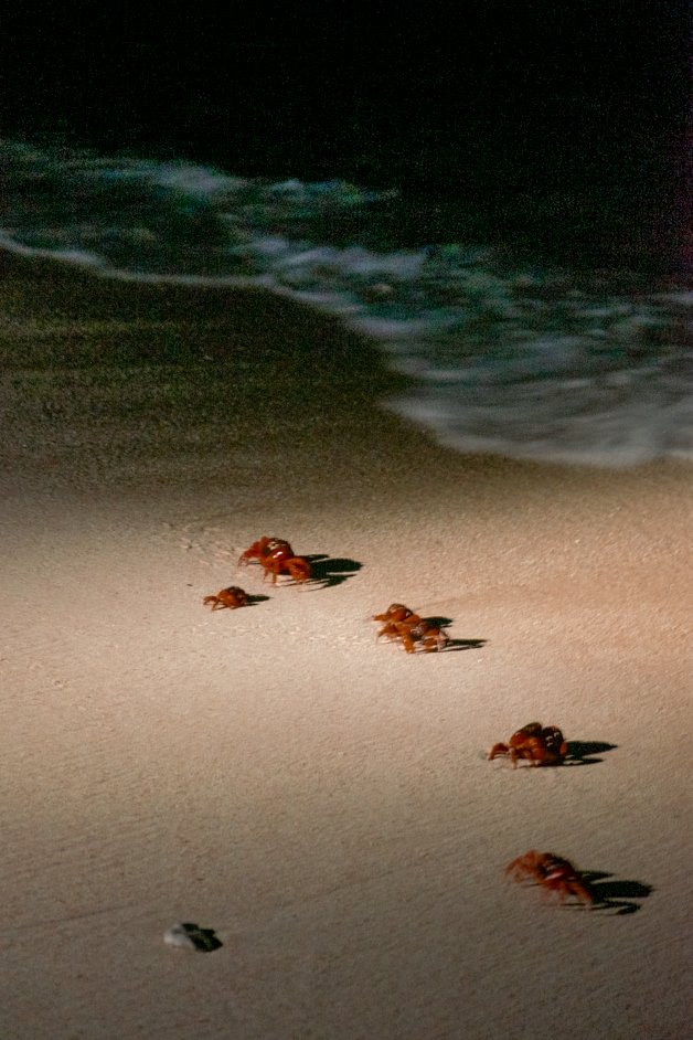 jana meerman red crab migration christmas island-19
