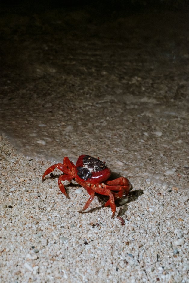 jana meerman red crab migration christmas island-16