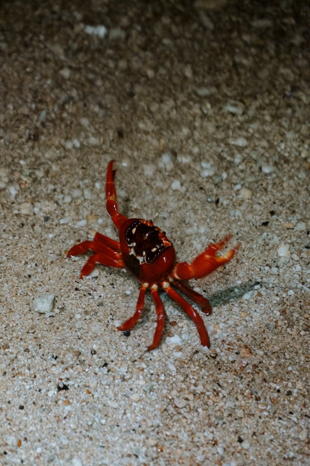 jana meerman red crab migration christmas island-16