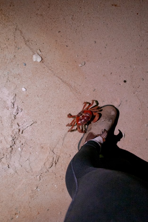 jana meerman red crab migration christmas island-13