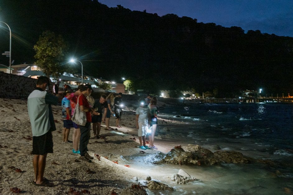 jana meerman red crab migration christmas island-13