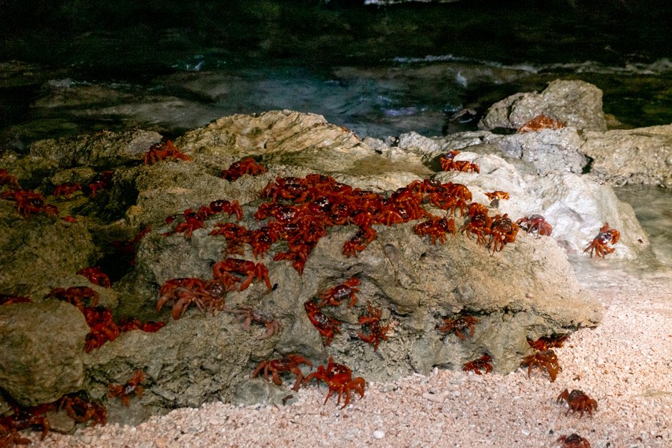jana meerman red crab migration christmas island-10