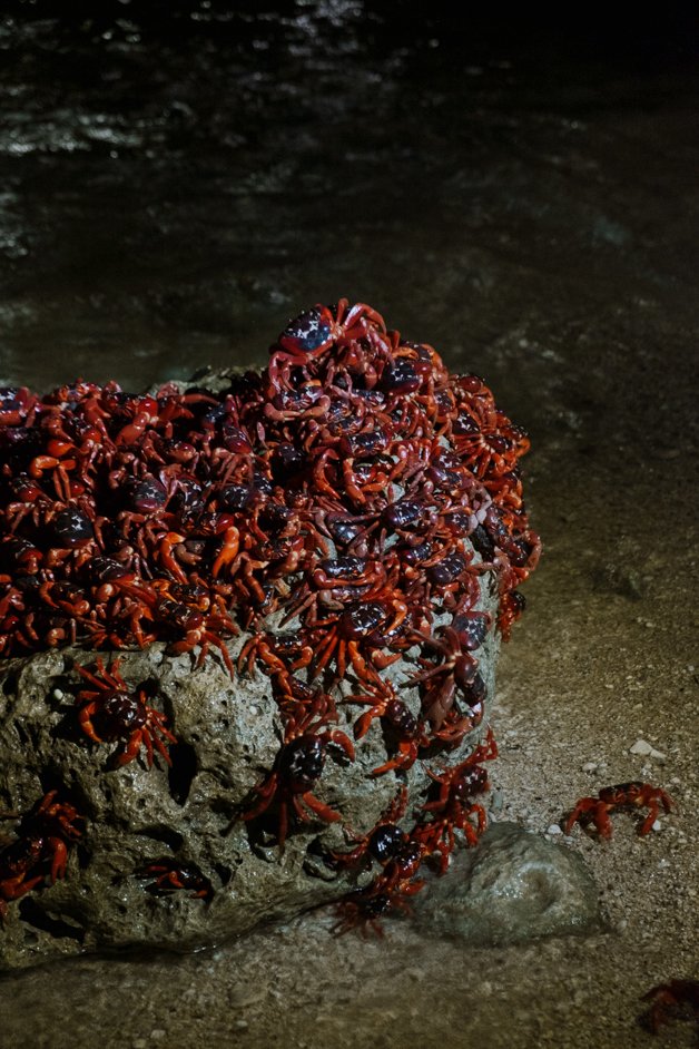 jana meerman red crab migration christmas island-64