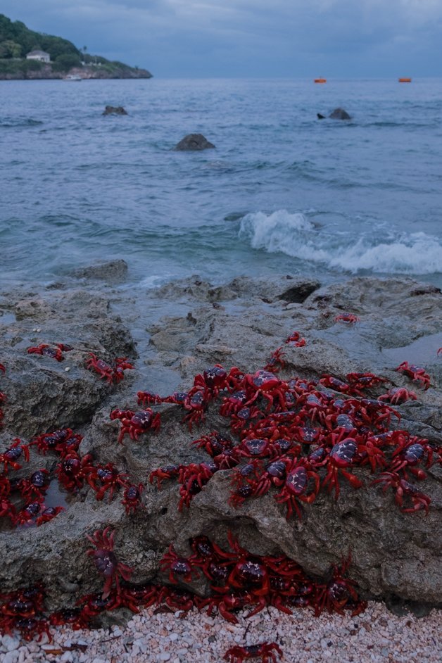 jana meerman red crab migration christmas island-19