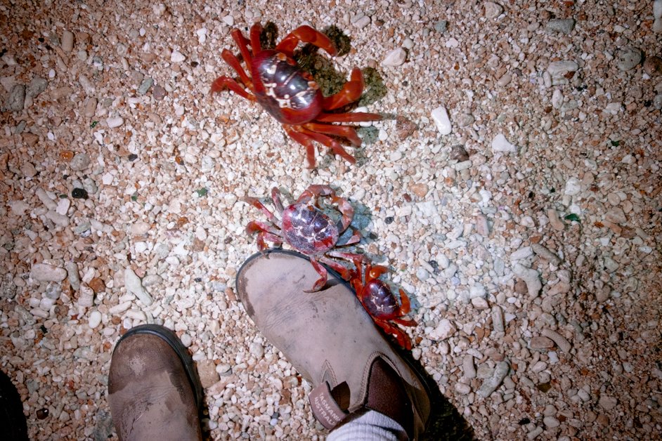 jana meerman red crab migration christmas island-13