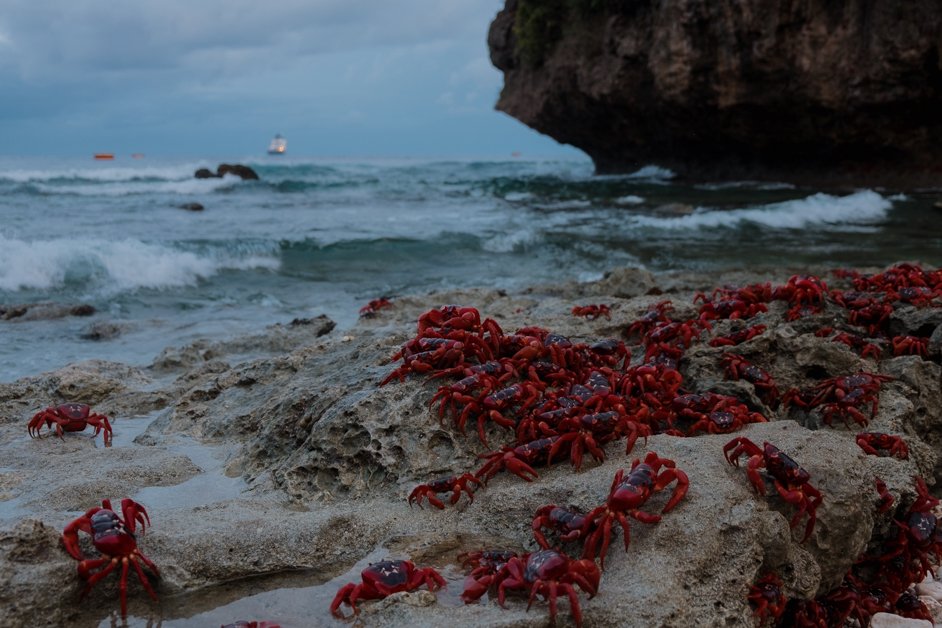 jana meerman red crab migration christmas island-19