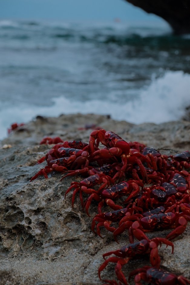 jana meerman red crab migration christmas island-19