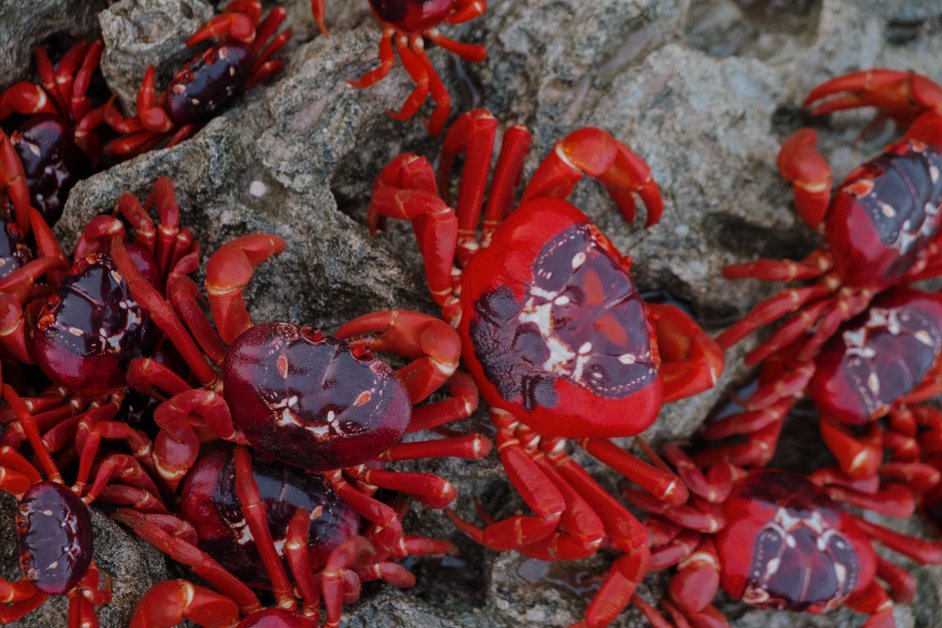 jana meerman red crab migration christmas island-64