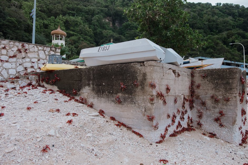 jana meerman red crab migration christmas island-10