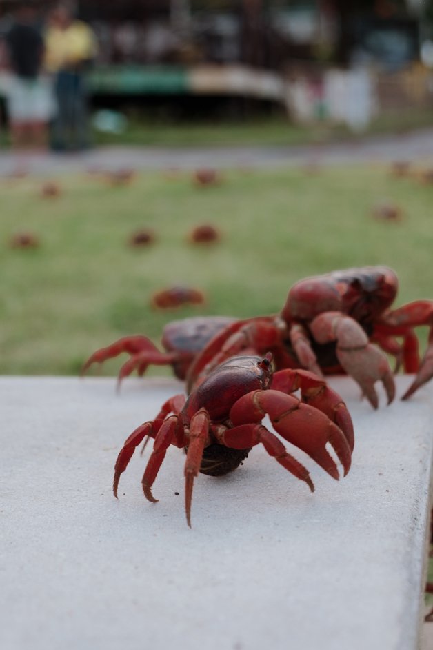 jana meerman red crab migration christmas island-13
