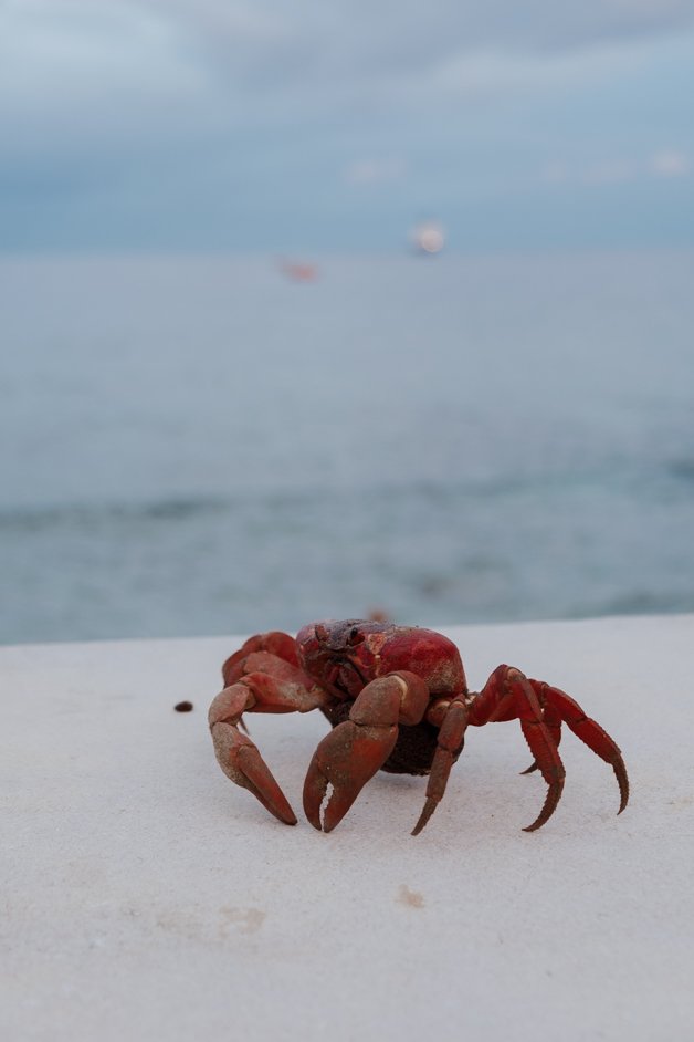 jana meerman red crab migration christmas island-13