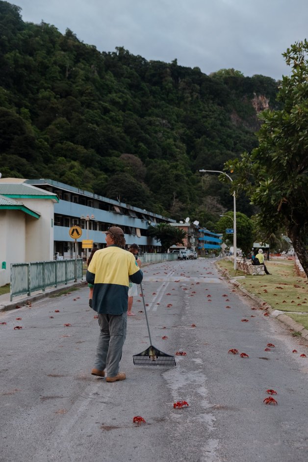 jana meerman red crab migration christmas island-78