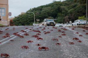 jana meerman red crab migration christmas island-83