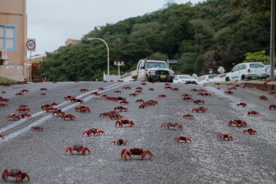 jana meerman red crab migration christmas island-78