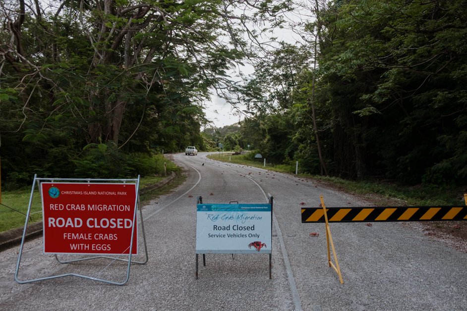 jana meerman red crab migration christmas island-78