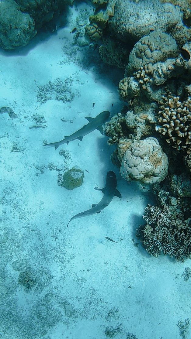 jana meerman snorkeling direction island cocos keeling islands-67