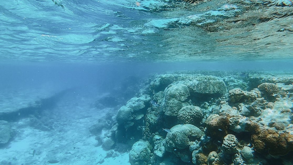 jana meerman snorkeling direction island cocos keeling islands-67