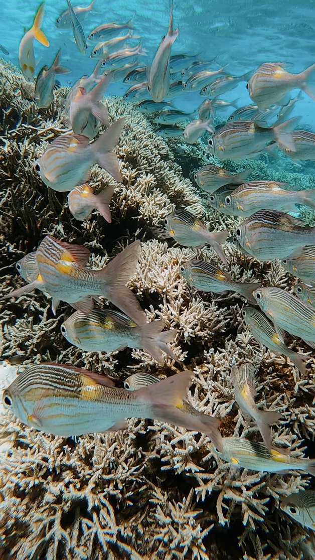 jana meerman snorkeling direction island cocos keeling islands-67