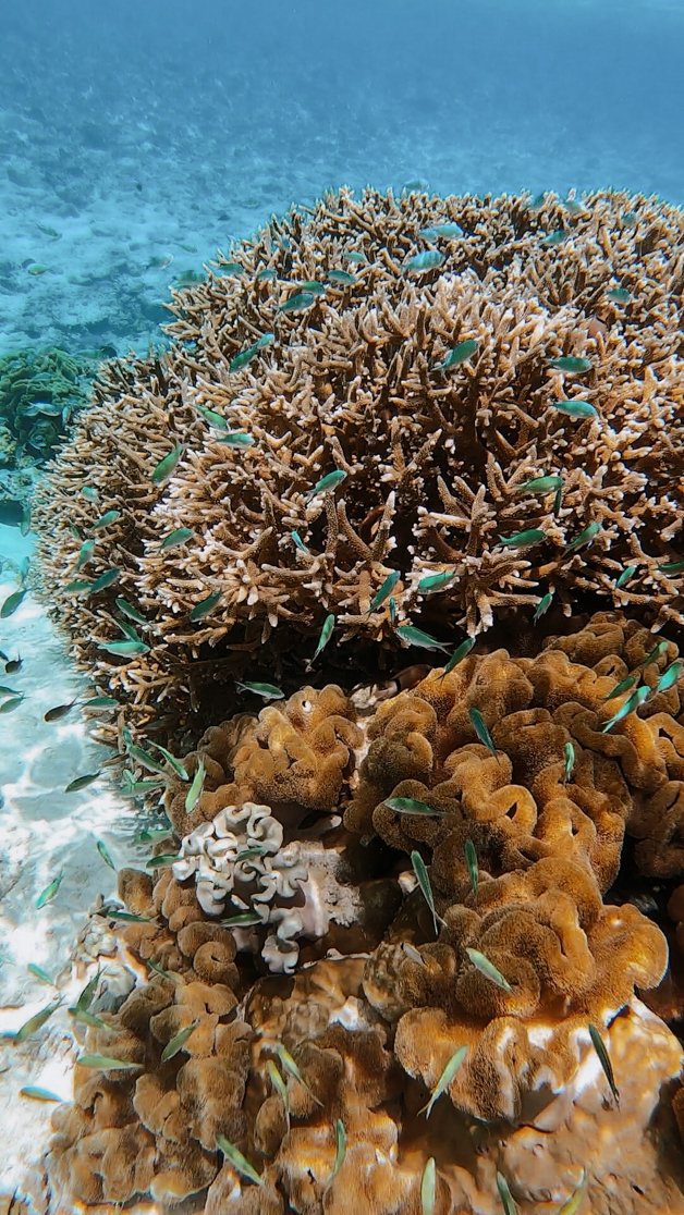 jana meerman snorkeling direction island cocos keeling islands-67