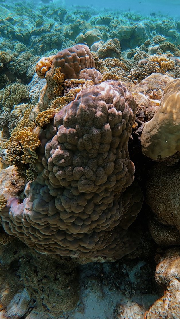 jana meerman snorkeling direction island cocos keeling islands-67