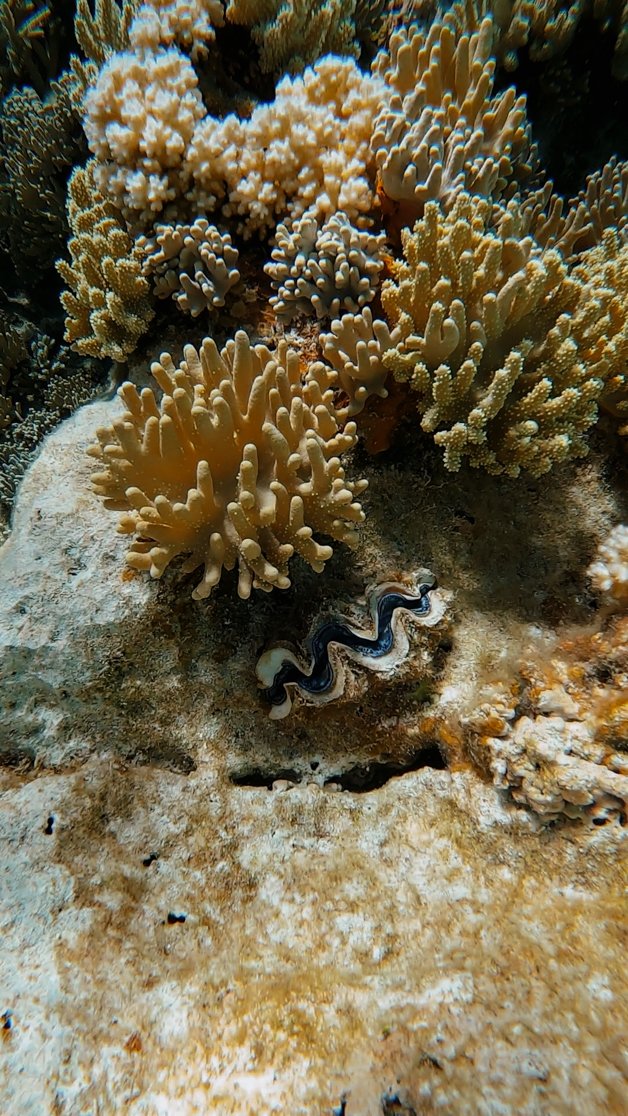 jana meerman snorkeling direction island cocos keeling islands-67