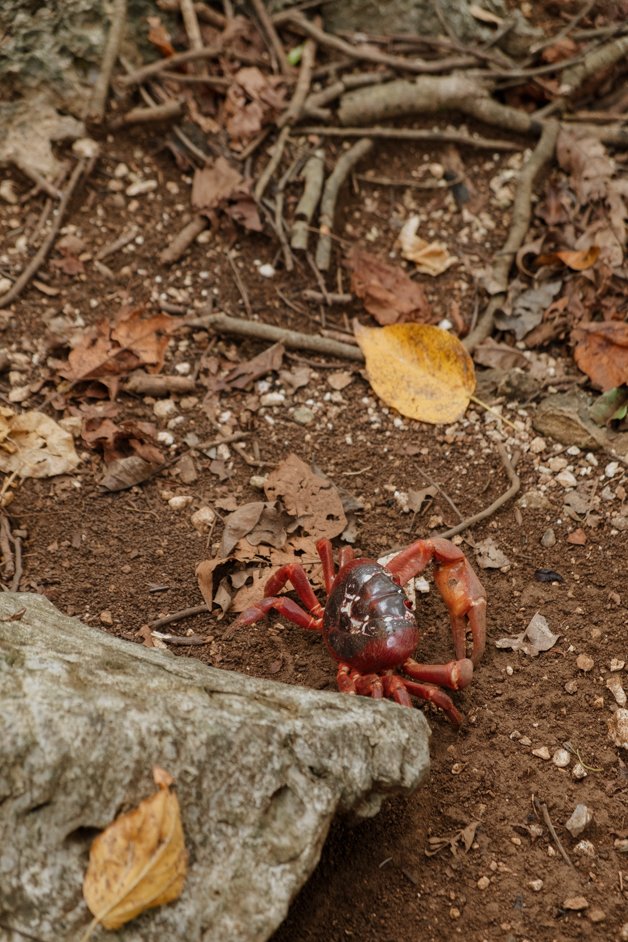 jana meerman territory day park red crab migration christmas island-11