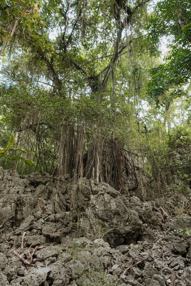 jana meerman territory day park red crab migration christmas island-02