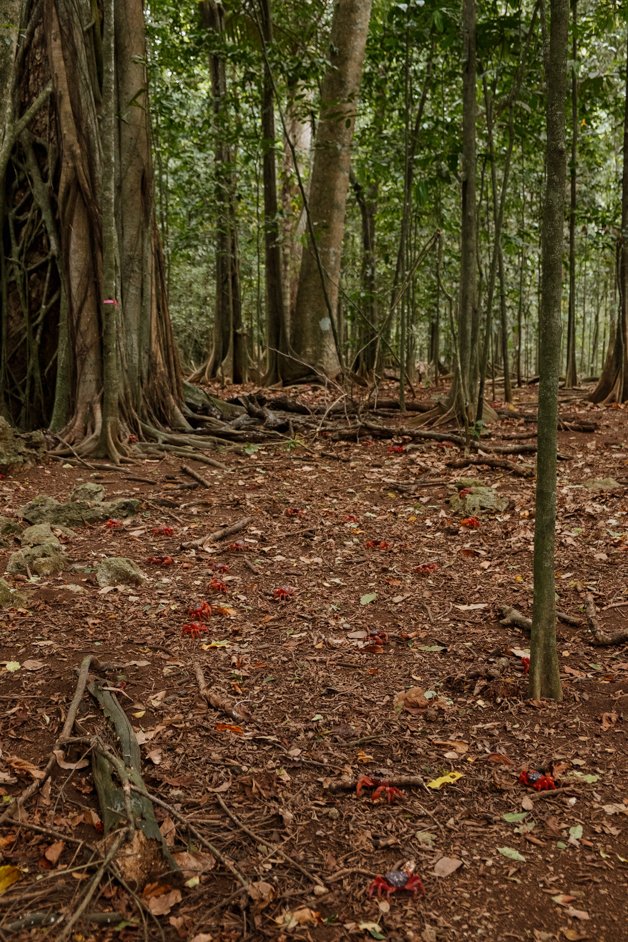 jana meerman territory day park red crab migration christmas island-02