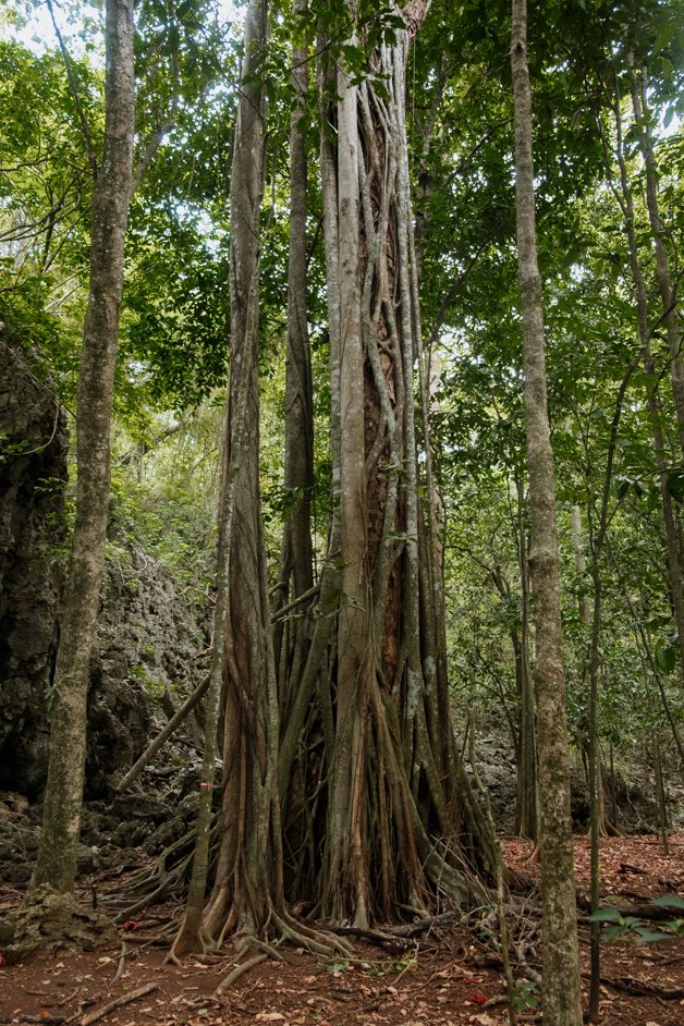 jana meerman territory day park red crab migration christmas island-02