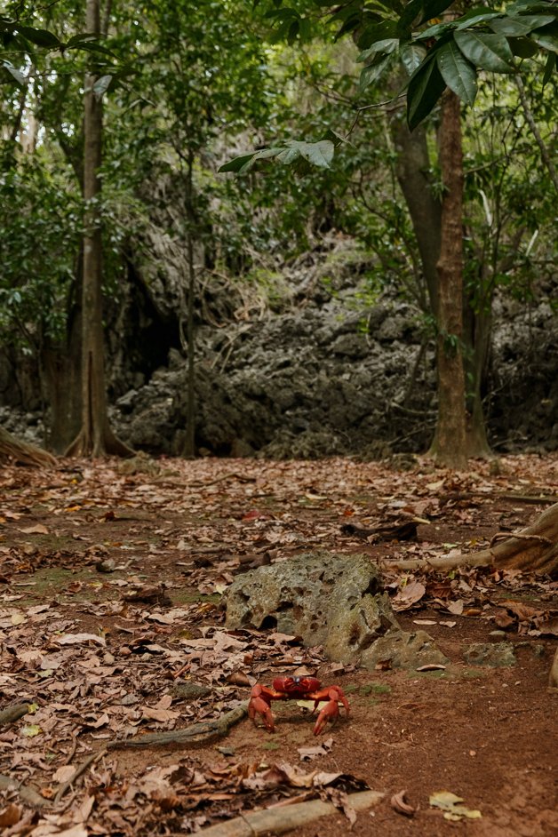 jana meerman territory day park red crab migration christmas island-11