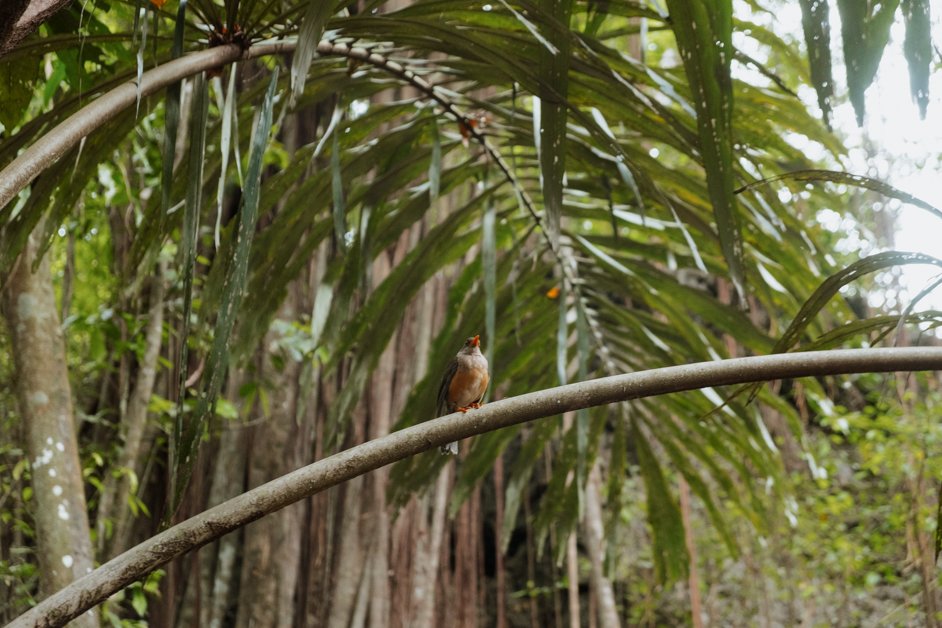 jana meerman territory day park red crab migration christmas island-02