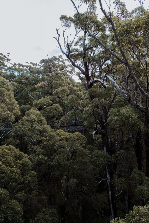 jana meerman valley of the giants treetop walk walpole-nornalup australia-2