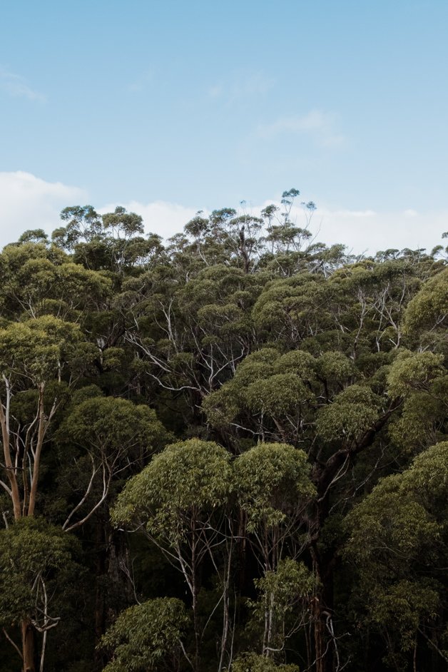 jana meerman valley of the giants treetop walk walpole-nornalup australia-2