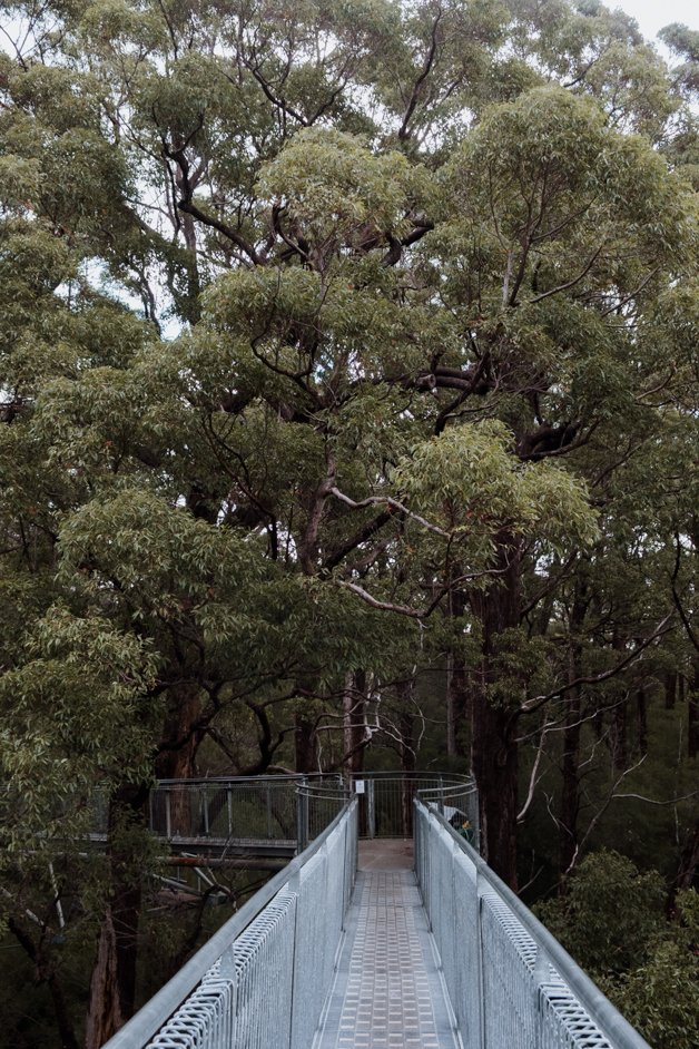 jana meerman valley of the giants treetop walk walpole-nornalup australia-2