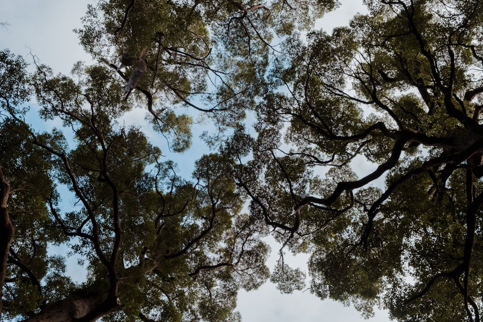 jana meerman valley of the giants treetop walk walpole-nornalup australia-2