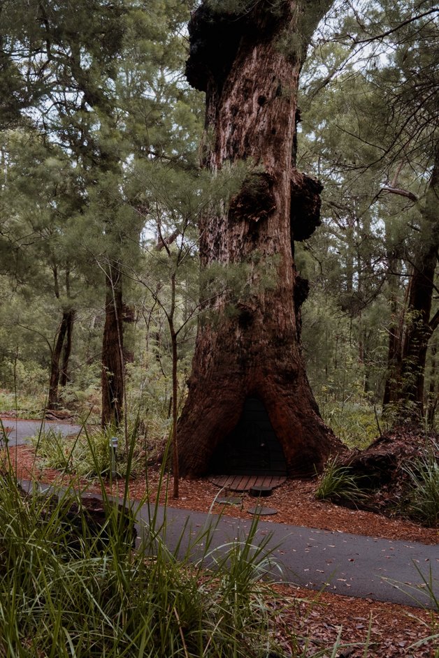 jana meerman valley of the giants treetop walk walpole-nornalup australia-2