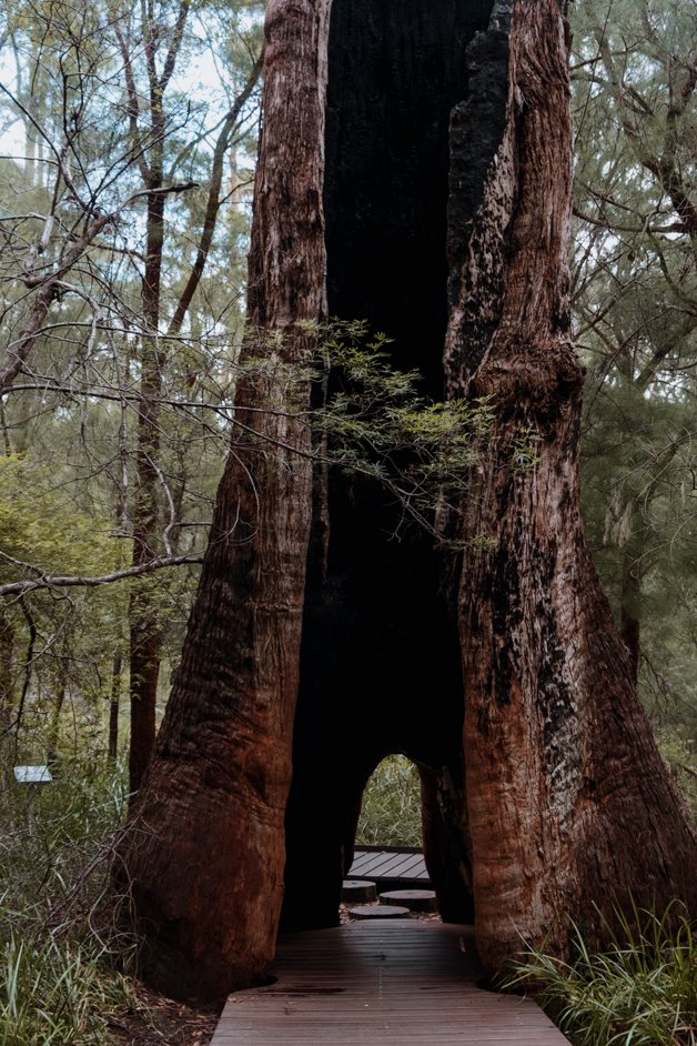 jana meerman valley of the giants treetop walk walpole-nornalup australia-2