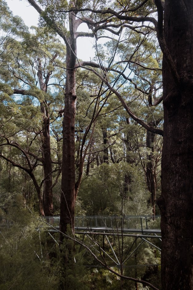 jana meerman valley of the giants treetop walk walpole-nornalup australia-2